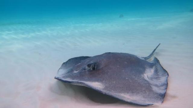 Stingray swims directly at snorkeler