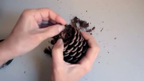 DIY - Pine Cone Ideas