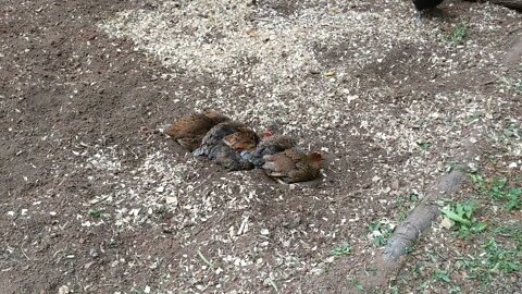 chickens taking a dirt bath in the garden