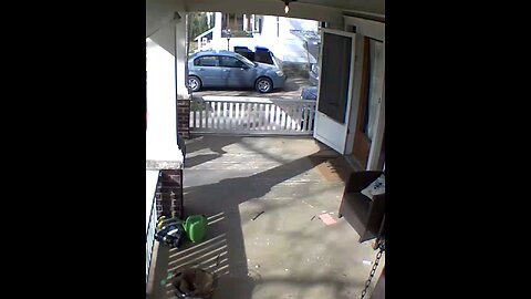 Dog vs Delivery Boy