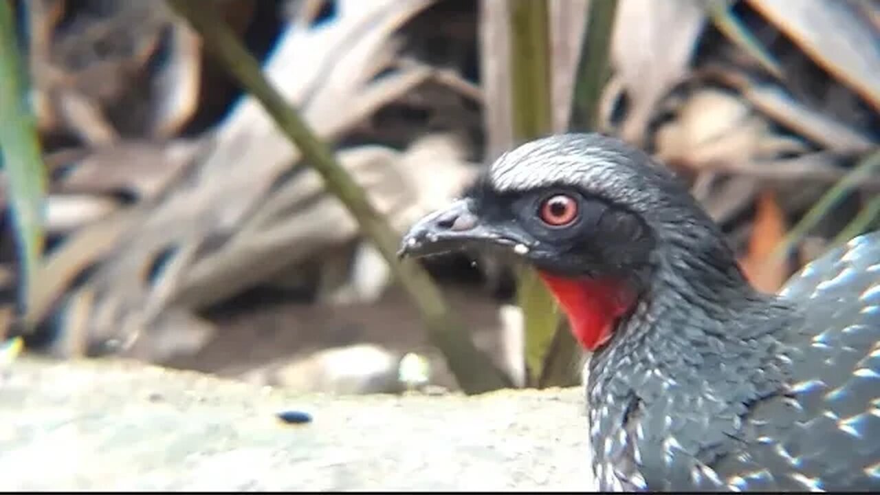 Jacu assustado com fome Jacuaçu, jacuguaçu, guans