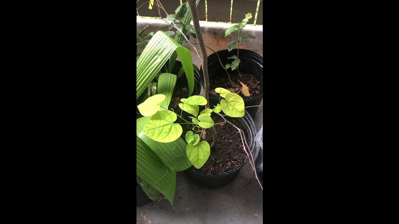 Plant Regeneration 2