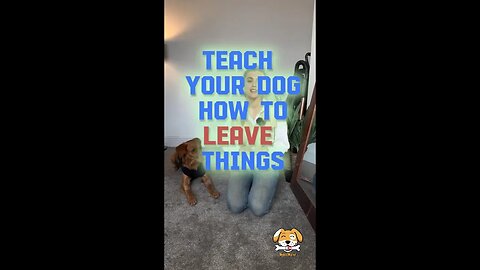 How to teach your dog to leave things alone: A step-by-step guide