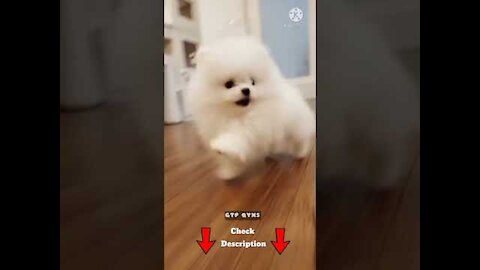 Pomeranian cute dog #shorts