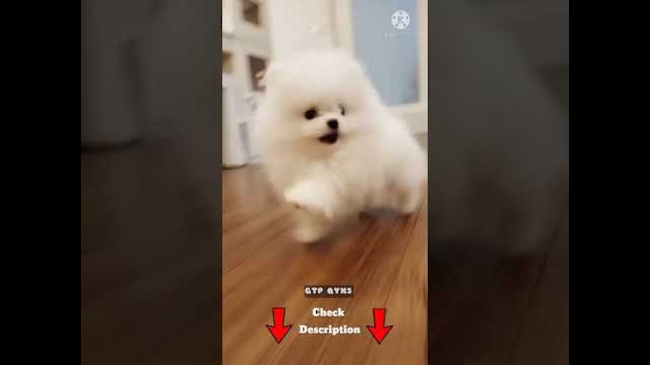 Pomeranian cute dog #shorts
