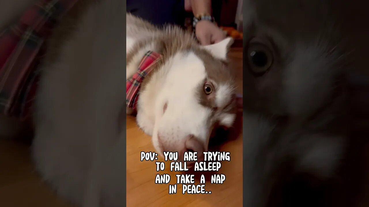 Husky can’t catch a break