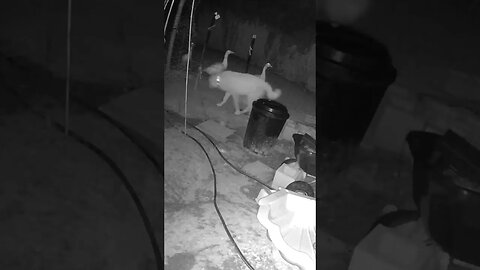 Farm Cam. geese and Maremma pup getting used to each other on night patrol