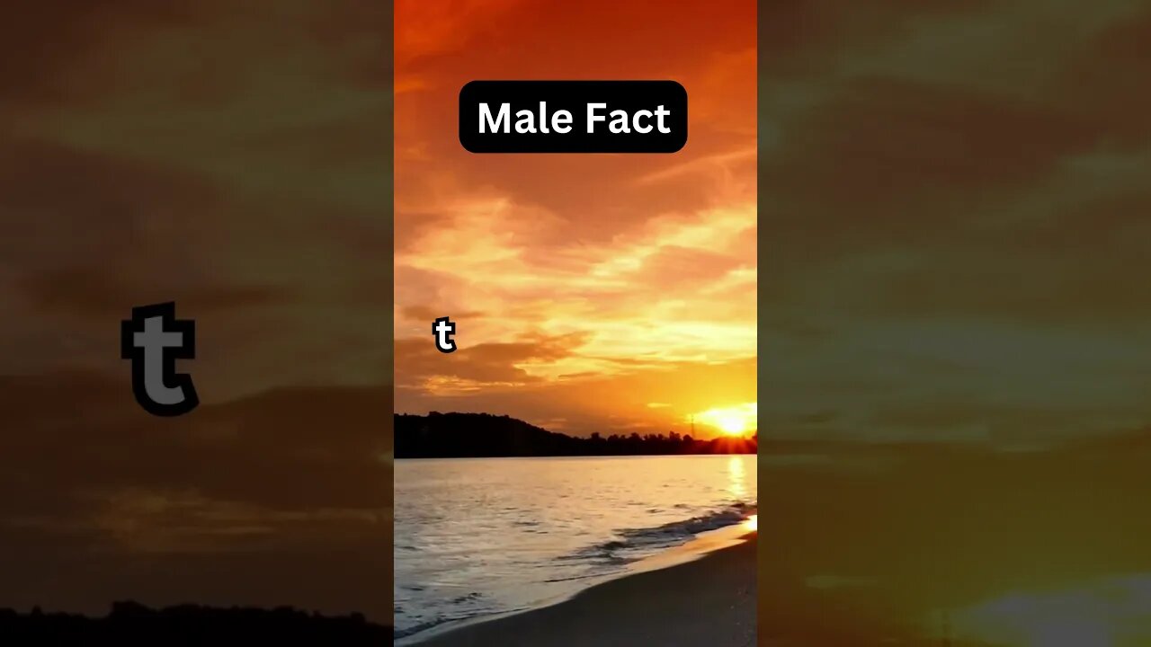 Male Facts Part 2 in English.