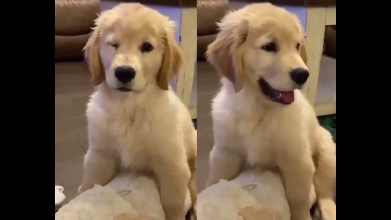 Cute dog winks at the owner !!! Viral video| trendy|