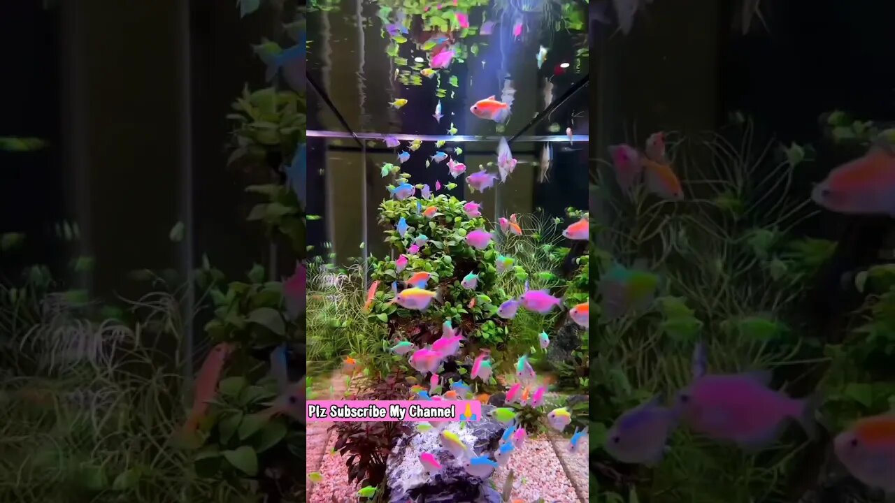 Beautiful 🐠 Aquarium#tranding #viral #yt