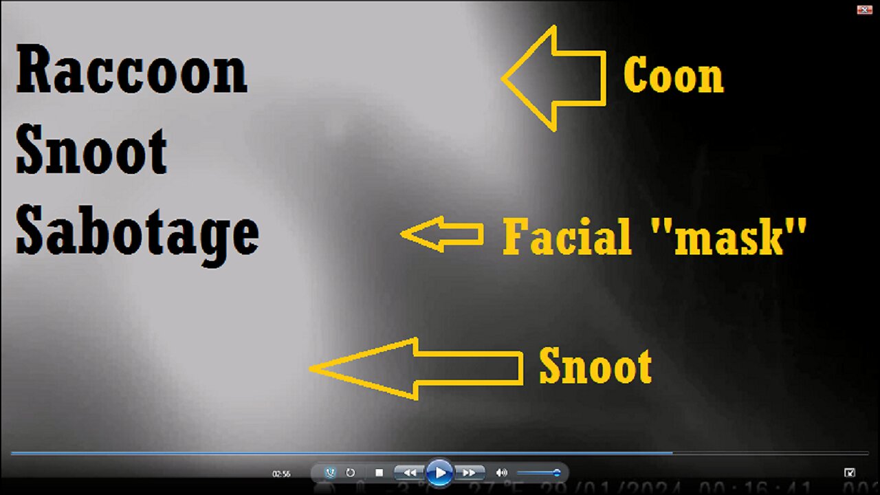 Trail Cam: Raccoon(s) Snoot Sabotage - The Fog of Frozen Slime