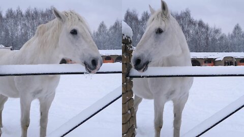 This beautiful horse looks like it is from a fairy tale, right?