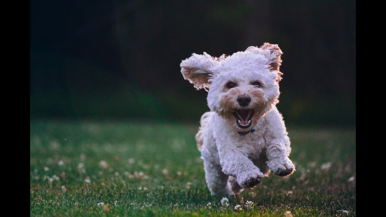 SUPER HYPER PUPPY TO CALM AND HAPPY LOOSE LEASH WALKING!