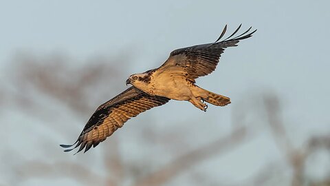 Osprey "I See You", Sony A1/Sony Alpha1, 4k