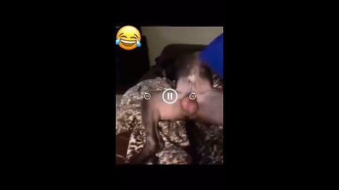 The relaxed dog
