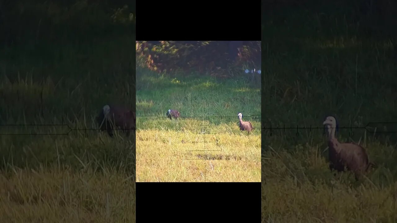 So tempting but… #precisionrifle #hunting #turkeyhunting