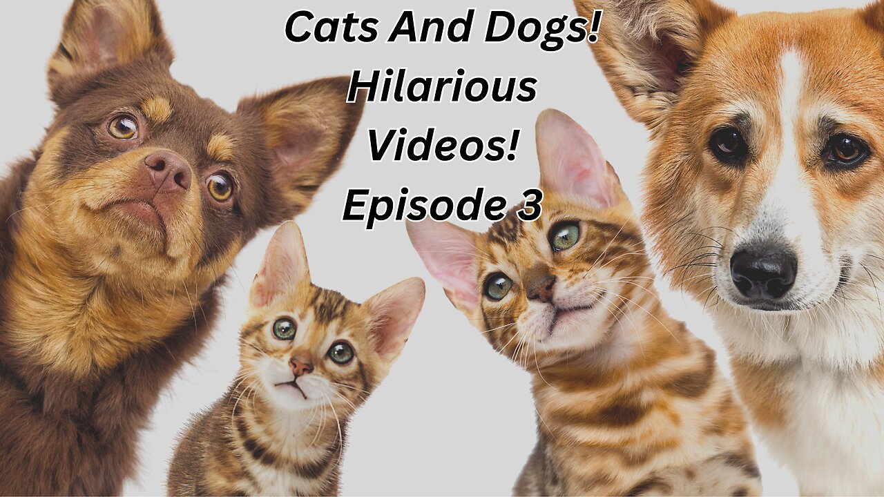 Funny Cats And Dogs Episode 3