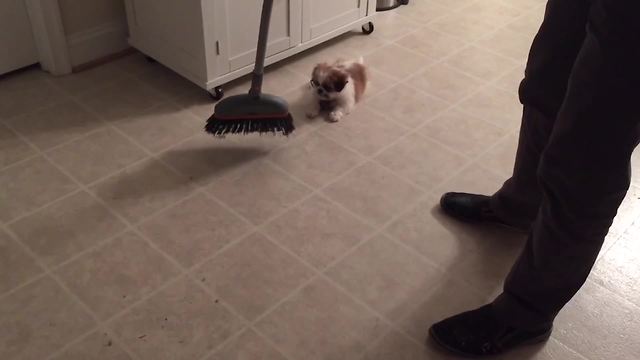 An Adorable Puppy Chases A Broom