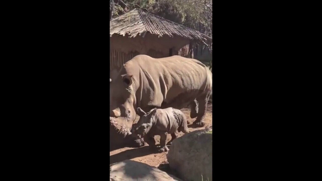 Rare White Rhino Is Welcomed At Chilean Zoo