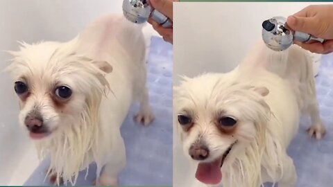 Dog is bathing ll funny and cut dog