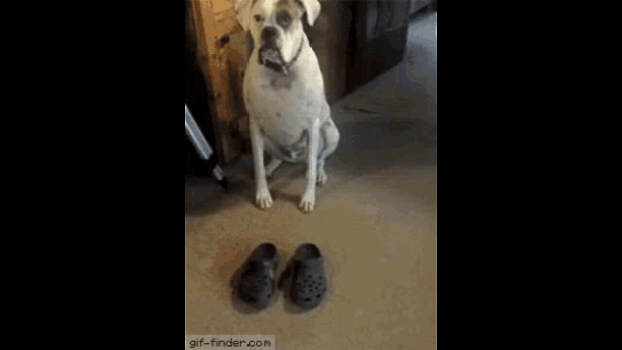 Dog go with wear sandle shoe in foot funny meme