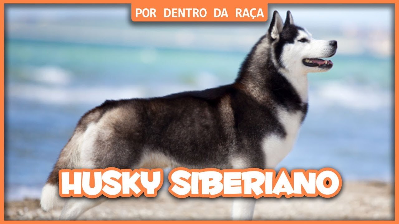 Siberian Husky - Inside the breed