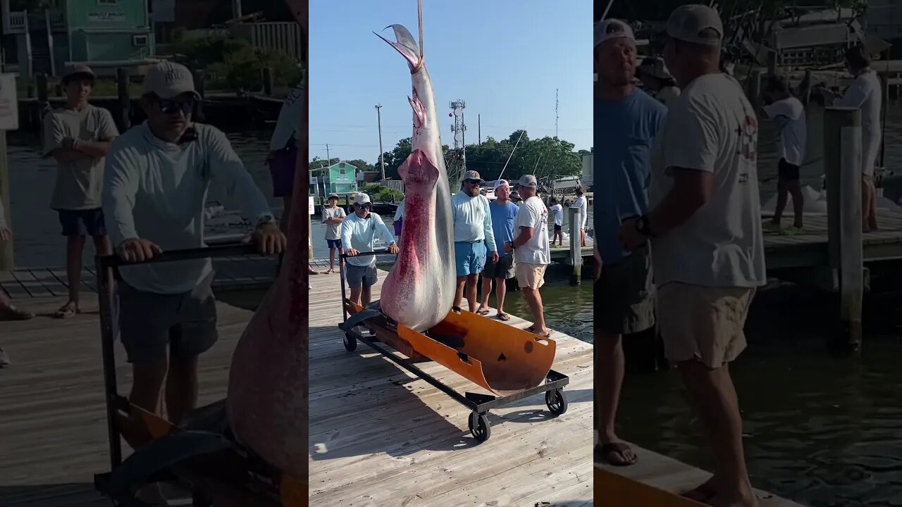 Alabama State Record Tiger Shark Hitting the Dock at the 90th ADSFR!!! #sharkfishing #bigfish