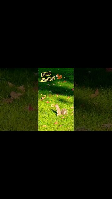 Buried Treasure🐿 #nature #naturelovers #naturespirit #squirrel #garden #wildlife #wildlifeanimals