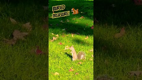 Buried Treasure🐿 #nature #naturelovers #naturespirit #squirrel #garden #wildlife #wildlifeanimals