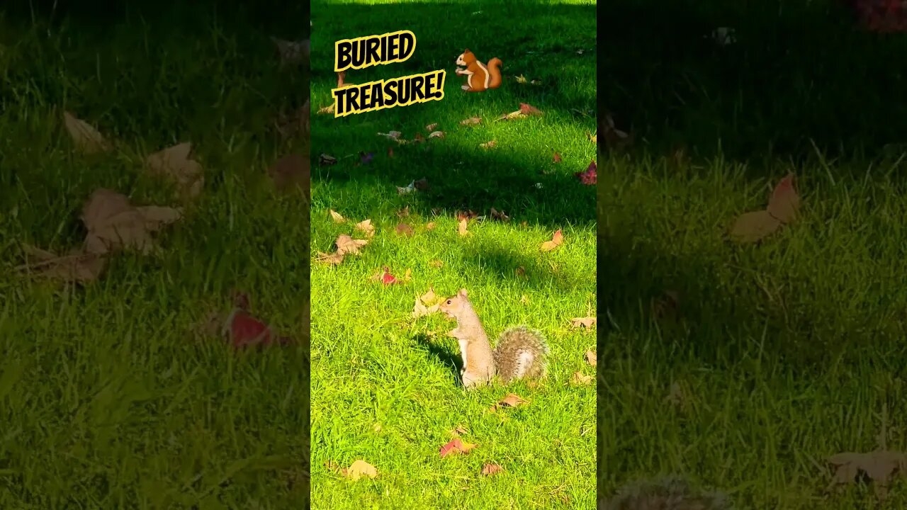 Buried Treasure🐿 #nature #naturelovers #naturespirit #squirrel #garden #wildlife #wildlifeanimals