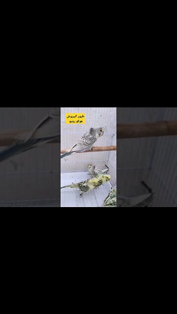 طيور البيروش هوكو رينبو فول