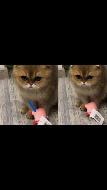 British Cat Playing With Toy