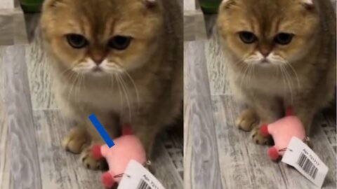 British Cat Playing With Toy