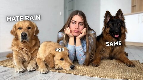 Stuck At Home With 3 Dogs On A Rainy Day