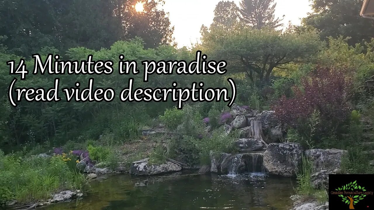 14 Minutes of Paradise - What it's like to live in a permaculture food forest