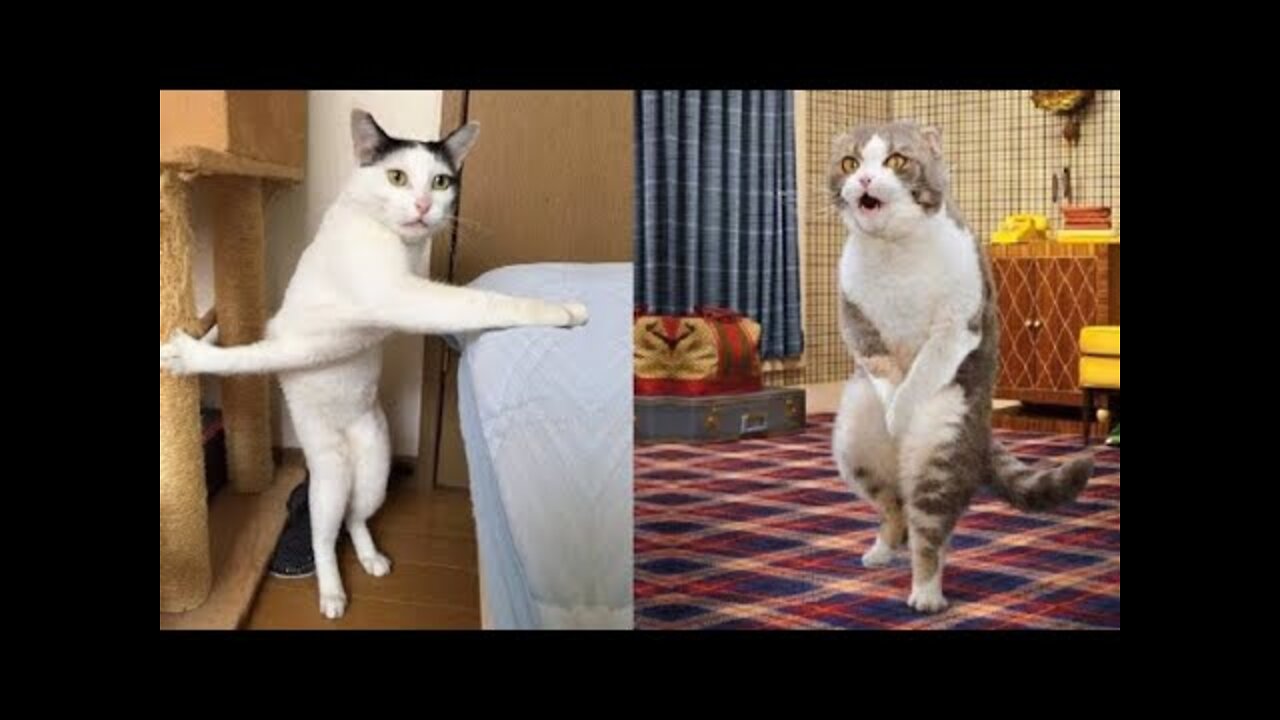 Cute Cats 😹 And Dogs 🐶 - Funny Animals Club Reactions 🤣