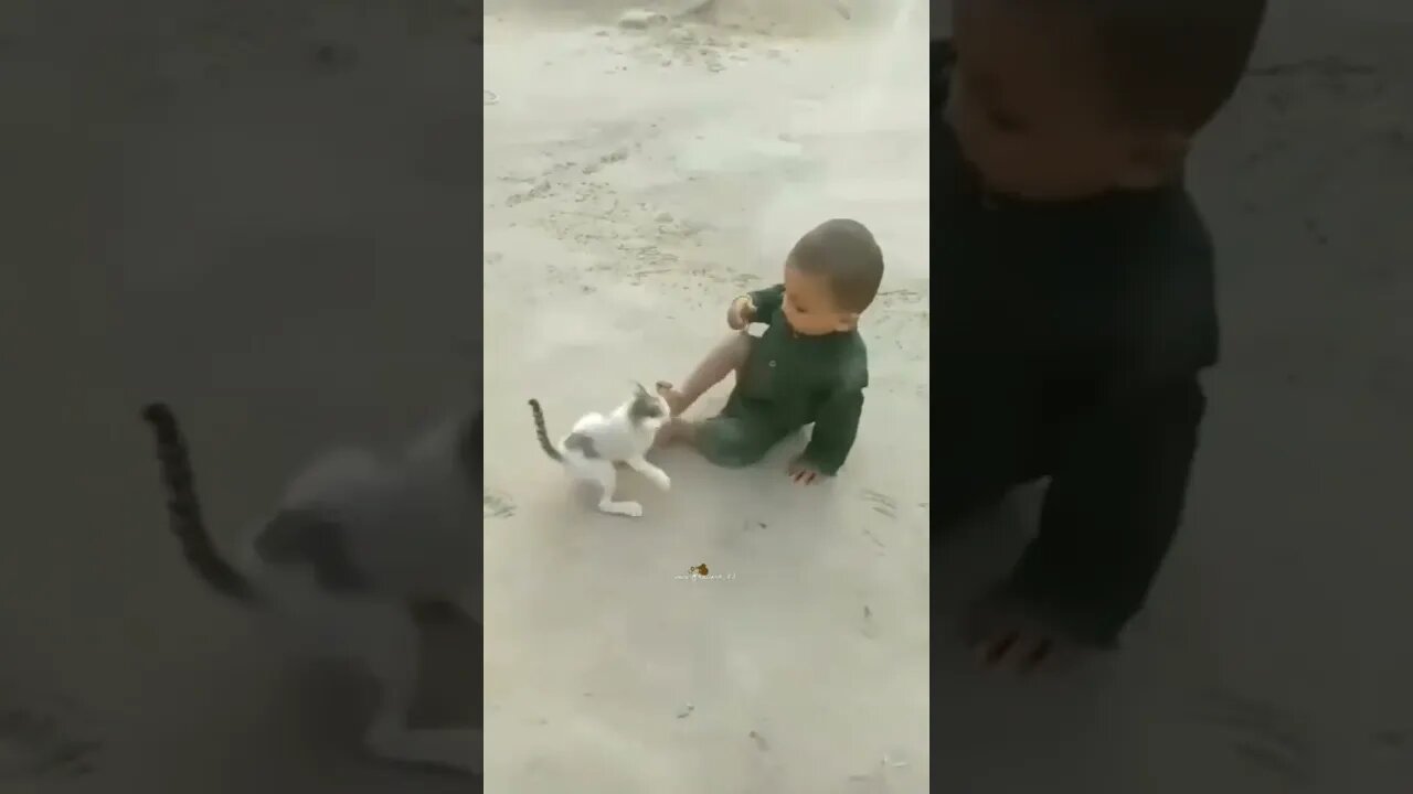 cat, lovely cat, beautiful cat, cat fight #shots #cat