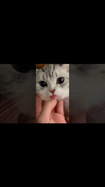 Angel Cat Putting Her Tongue 👅 Out