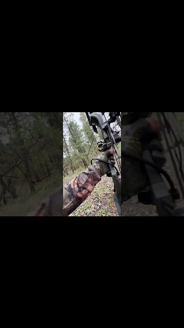 This Bull Came Charging!