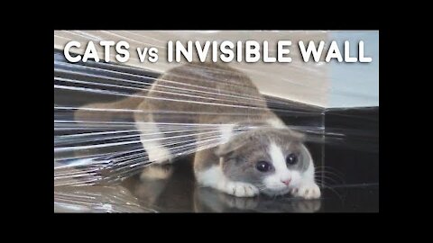 Cats vs Invisible Wall Compilation