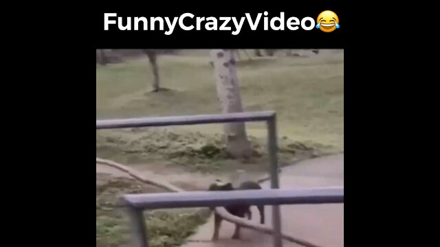 Mr FunnyCrazyVideo😂 Just Incredible Video Funny and Crazy #Like Follow for Follow 🥰