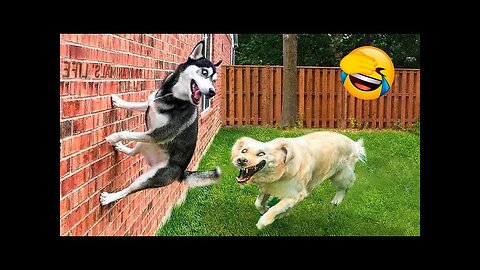 Best Funniest Animals Videos 😅 - Funny Dogs And Cats Videos 2023😇 #7