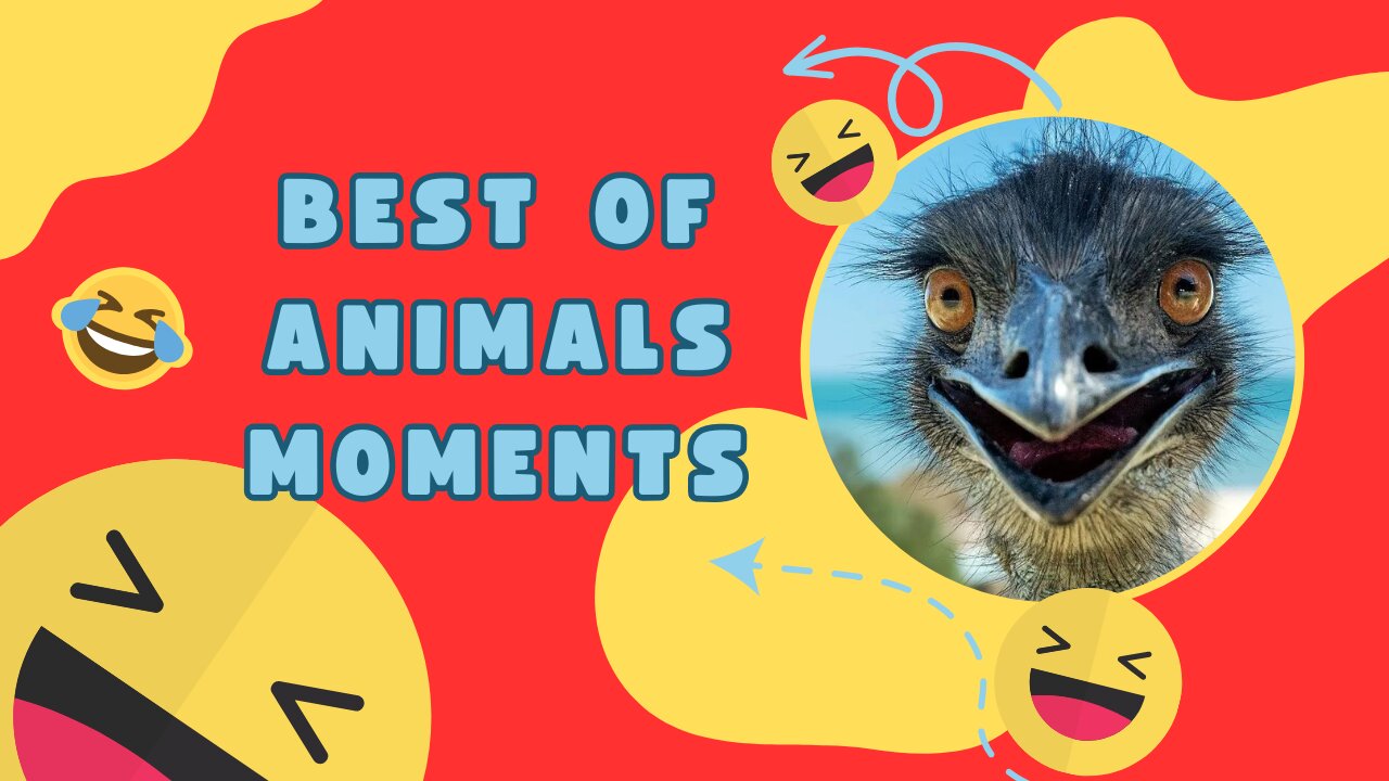 BEST OF ANIMALS MOMENTS 2023