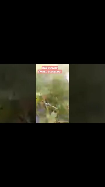 Big fingers, Li'l blueberry.