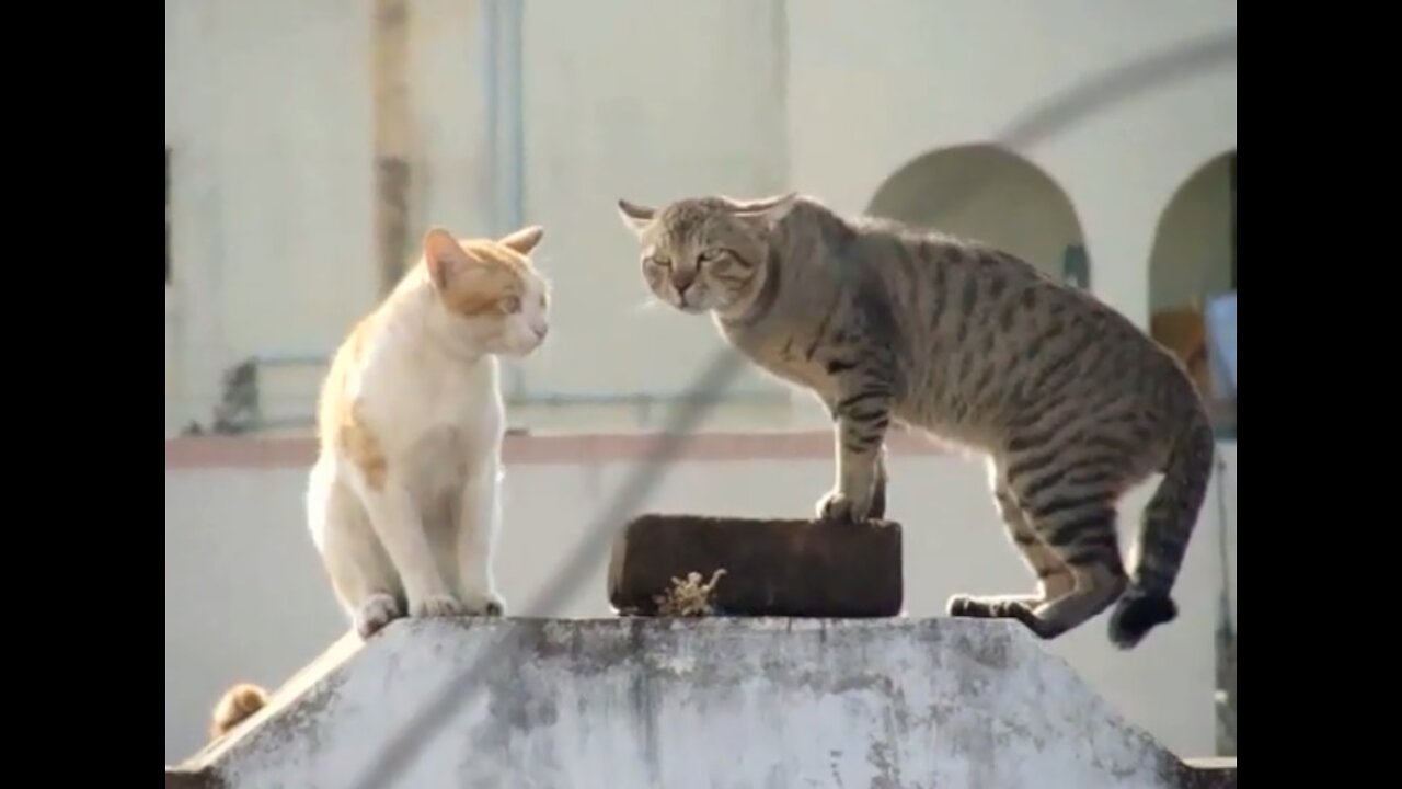 Bogan cat fight