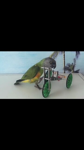 cute and clever bird