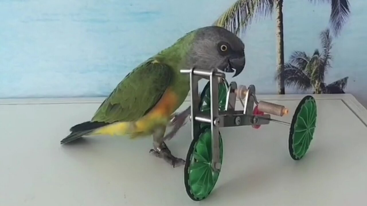 cute and clever bird