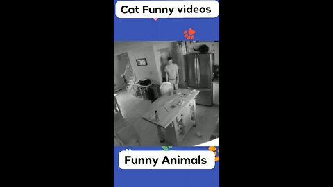 Funny Animal Clips 😂