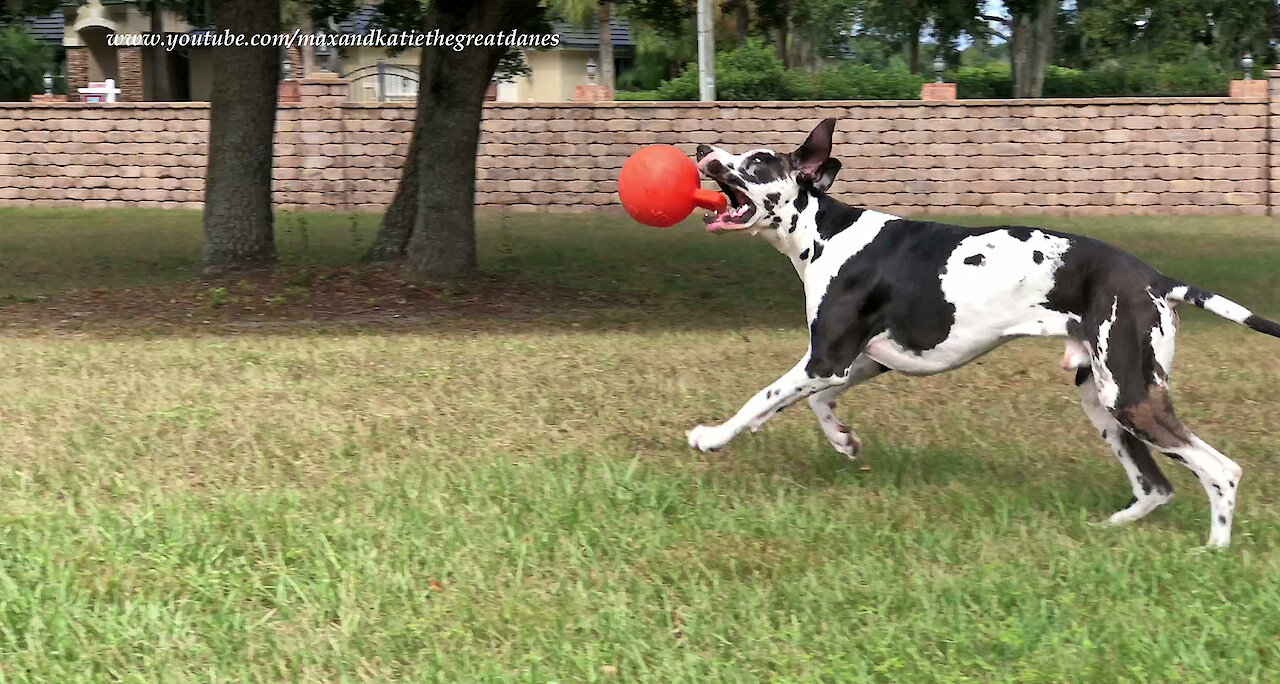 Funny Great Dane Amuses Himself Kicking His Jolly Ball