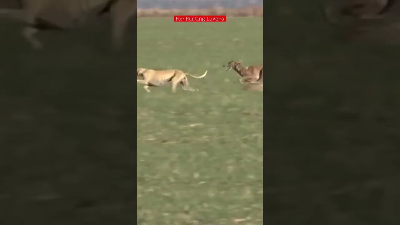 كلبين سلوقي ضد ارنب Galgos y liebres 2 Greyhounds Vs Hare 🐇 2 Bagian 2 Greyhound Vs Kelinci #short